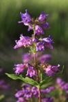 Cascades Penstemon blossoms