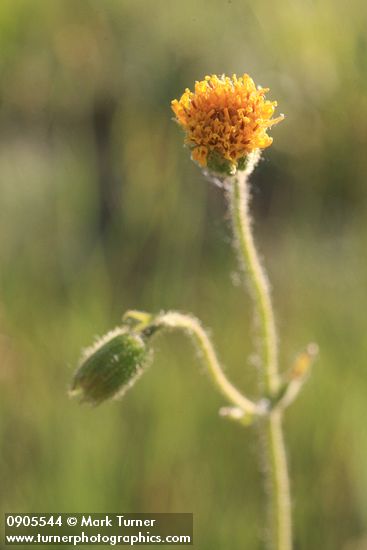 Arnica parryi