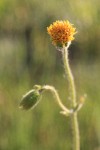 Nodding Arnica blossom