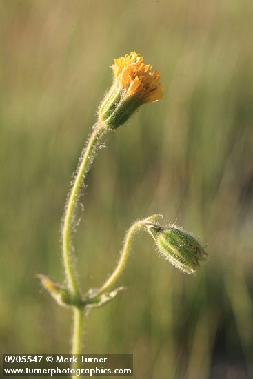 Arnica parryi