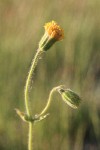 Nodding Arnica blossom & bud