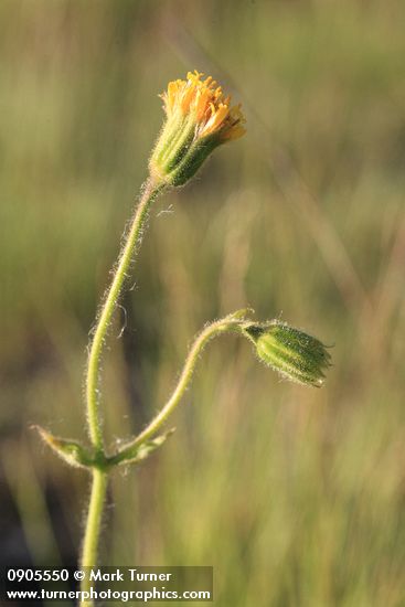 Arnica parryi