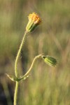 Nodding Arnica blossom & bud