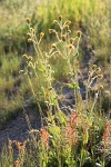 Nodding Arnica, backlit