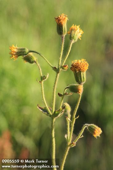 Arnica parryi