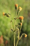 Nodding Arnica blossoms