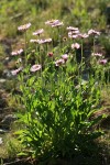 Wandering Daisies, backlit