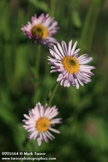 Erigeron peregrinus