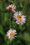 Wandering Daisy blossoms