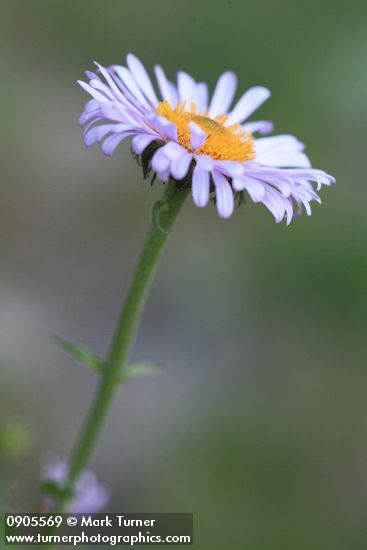 Erigeron peregrinus