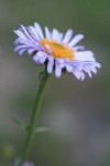 Wandering Daisy blossom detail, side view