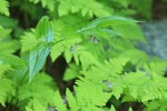 Rosy Twisted Stalk above Oak Ferns