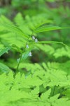 Rosy Twisted Stalk above Oak Ferns