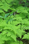 Rosy Twisted Stalk above Oak Ferns