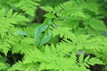 Rosy Twisted Stalk above Oak Ferns