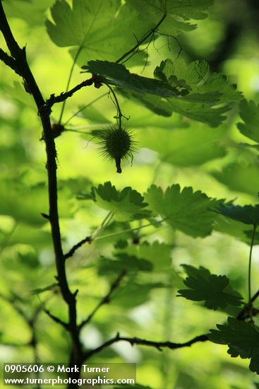 Ribes watsonianum