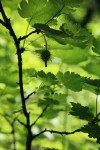 Spiny Gooseberry fruit silhouetted beneath foliage