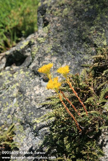 Sedum lanceolatum