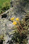 Lanceleaf Stonecrop