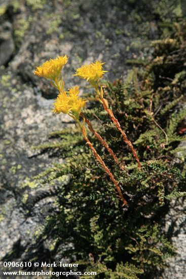 Sedum lanceolatum