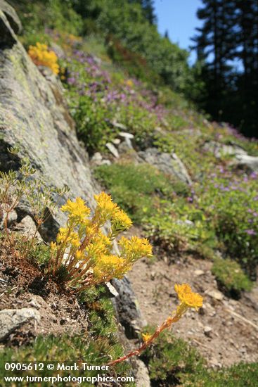 Sedum lanceolatum