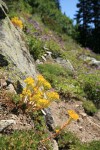 Lanceleaf Stonecrop in natural rock garden