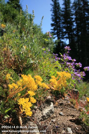 Sedum lanceolatum