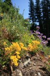 Lanceleaf Stonecrop in natural rock garden