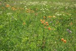 Columbia Lilies in meadow on Copper Pass trail