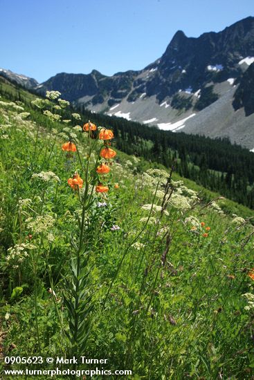 Lilium columbianum