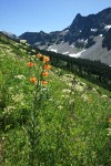 Columbia Liliy in meadow on Copper Pass trail