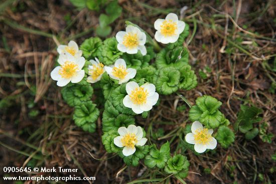 Trollius laxus