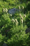Western Pasque Flower seedheads