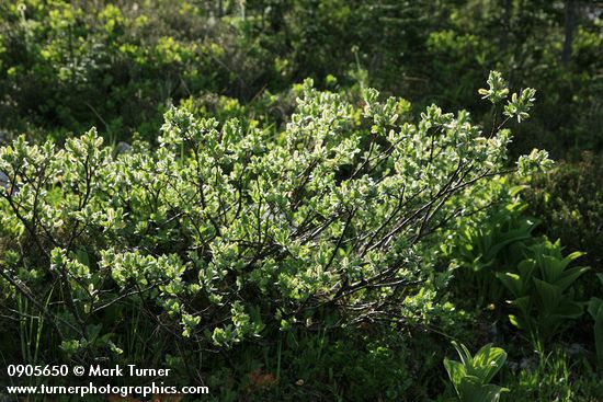 Salix barclayi