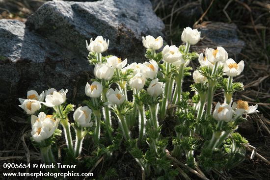 Anemone occidentalis