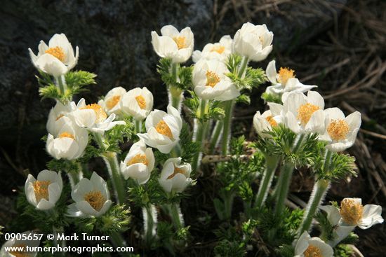 Anemone occidentalis