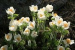 Western Pasque Flowers