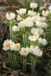 Western Pasque Flowers