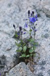 Cusick's Speedwell growing from crack in granite