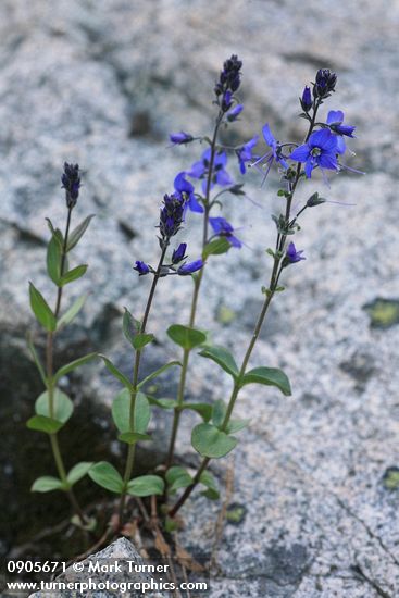 Veronica cusickii