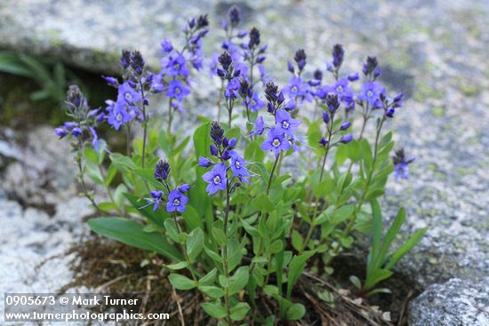 Veronica cusickii