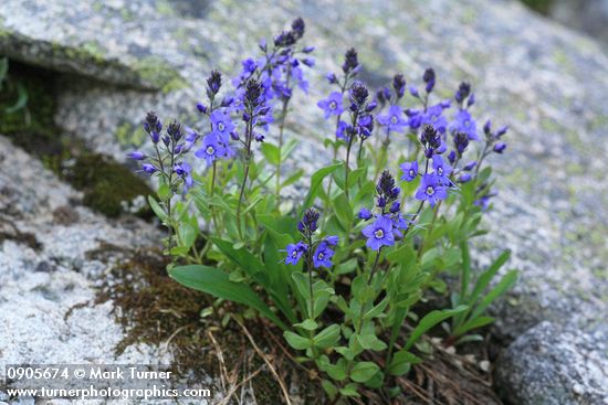 Veronica cusickii