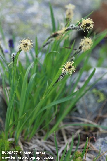 Carex spectabilis