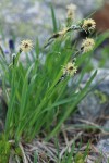 Showy Sedge