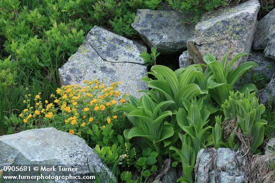 Potentilla flabellifolia; Veratrum viride