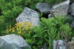Fan-leaf Cinquefoil among boulders w/ Green Corn Lily foliage