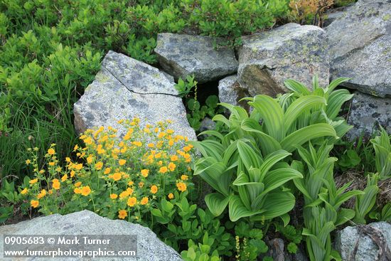 Potentilla flabellifolia; Veratrum viride