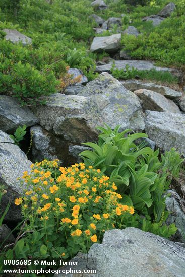 Potentilla flabellifolia; Veratrum viride