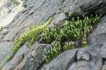Partridgefoot in cracks on cliff