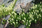 Partridgefoot